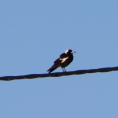 Gymnorhina tibicen (Australian Magpie) at Surat, QLD - 2 Jul 2024 by MB