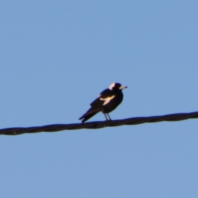 Gymnorhina tibicen (Australian Magpie) at Surat, QLD - 1 Jul 2024 by MB