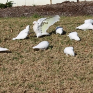 Cacatua sanguinea at QPRC LGA - 19 Jun 2024 02:18 PM