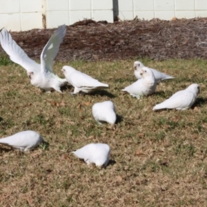 Cacatua sanguinea at QPRC LGA - 19 Jun 2024 02:18 PM