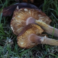 Armillaria sp. at QPRC LGA - 19 Jun 2024