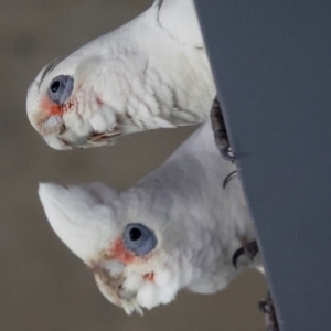 Cacatua tenuirostris X sanguinea at QPRC LGA - 19 Jun 2024 12:11 PM