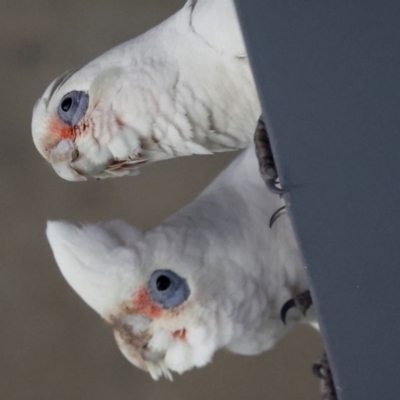 Cacatua tenuirostris X sanguinea (Long-billed X Little Corella (Hybrid)) at QPRC LGA - 19 Jun 2024 by AlisonMilton