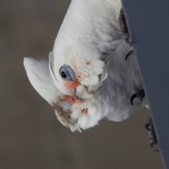 Cacatua tenuirostris X sanguinea at QPRC LGA - 19 Jun 2024 12:11 PM