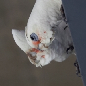 Cacatua tenuirostris X sanguinea at QPRC LGA - 19 Jun 2024