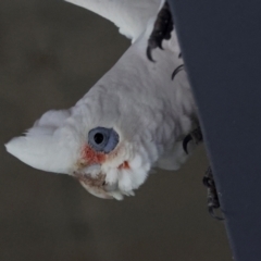 Cacatua tenuirostris X sanguinea at QPRC LGA - 19 Jun 2024 12:11 PM