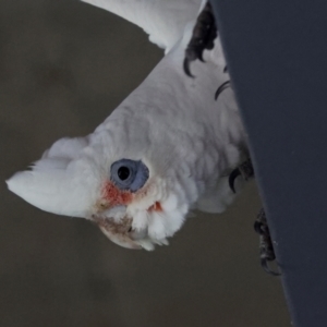 Cacatua tenuirostris X sanguinea at QPRC LGA - 19 Jun 2024