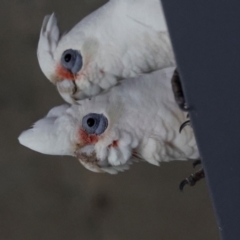 Cacatua tenuirostris X sanguinea at QPRC LGA - 19 Jun 2024 12:11 PM