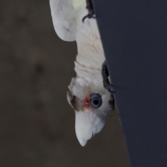 Cacatua tenuirostris X sanguinea at QPRC LGA - 19 Jun 2024 12:11 PM