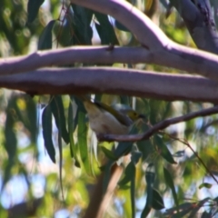 Ptilotula penicillata (White-plumed Honeyeater) at Saint George, QLD - 2 Jul 2024 by MB