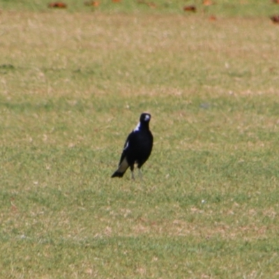 Gymnorhina tibicen (Australian Magpie) at Saint George, QLD - 2 Jul 2024 by MB