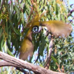 Entomyzon cyanotis (Blue-faced Honeyeater) at Dirranbandi, QLD - 2 Jul 2024 by MB