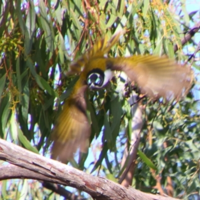 Entomyzon cyanotis (Blue-faced Honeyeater) at Dirranbandi, QLD - 2 Jul 2024 by MB