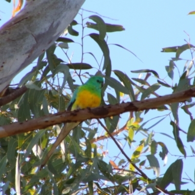 Psephotus haematonotus (Red-rumped Parrot) at Dirranbandi, QLD - 2 Jul 2024 by MB