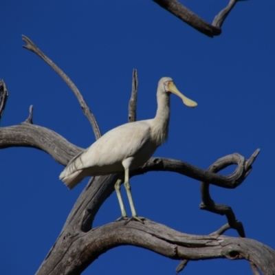 Platalea flavipes (Yellow-billed Spoonbill) at Dirranbandi, QLD - 2 Jul 2024 by MB