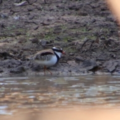 Thinornis melanops (Black-fronted Dotterel) at Dirranbandi, QLD - 2 Jul 2024 by MB