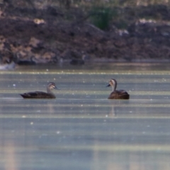 Anas superciliosa (Pacific Black Duck) at Dirranbandi, QLD - 2 Jul 2024 by MB