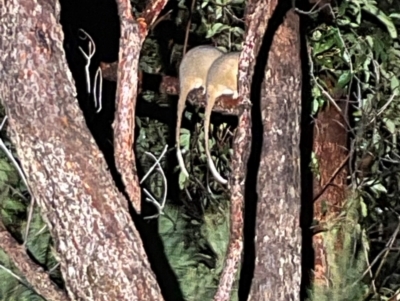 Pseudocheirus peregrinus (Common Ringtail Possum) at One Track For All - 2 Jul 2024 by Clarel