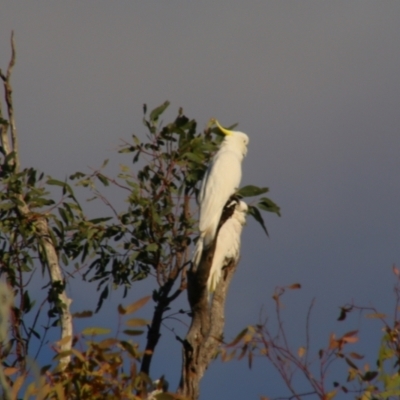 Cacatua galerita (Sulphur-crested Cockatoo) at Dirranbandi, QLD - 2 Jul 2024 by MB