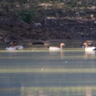 Chenonetta jubata (Australian Wood Duck) at Dirranbandi, QLD - 2 Jul 2024 by MB