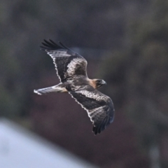 Hieraaetus morphnoides (Little Eagle) at Mount Pleasant - 1 Jul 2024 by davidcunninghamwildlife