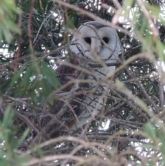 Tyto javanica (Eastern Barn Owl) at Herne Hill, VIC - 1 Jun 2024 by WendyEM