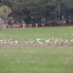 Cacatua sanguinea (Little Corella) at Freshwater Creek, VIC - 2 Jun 2024 by WendyEM