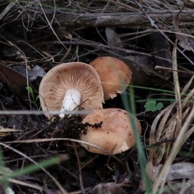 Hebeloma sp. at The Pinnacle - 4 Jun 2024 by AlisonMilton