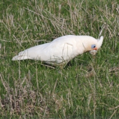 Cacatua sanguinea (Little Corella) at Freshwater Creek, VIC - 2 Jun 2024 by WendyEM