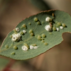 Glycaspis sp. (genus) at Hawker, ACT - 18 May 2024 by AlisonMilton