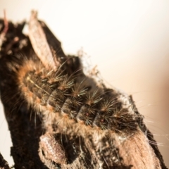 Leptocneria reducta at Scullin, ACT - 18 May 2024 by AlisonMilton