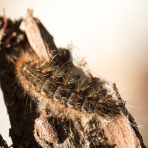 Leptocneria reducta at Scullin, ACT - 18 May 2024