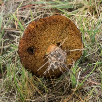 Unidentified Cap on a stem; pores below cap [boletes & stemmed polypores] at Hawker, ACT - 18 May 2024 by AlisonMilton