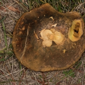 Suillus sp. at Hawker, ACT - 18 May 2024 02:26 PM