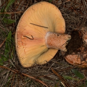 Lactarius deliciosus at Hawker, ACT - 18 May 2024 02:29 PM