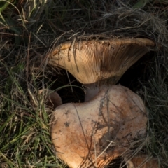 Lactarius deliciosus at Hawker, ACT - 18 May 2024 02:29 PM