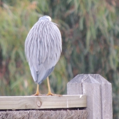 Egretta novaehollandiae (White-faced Heron) at Fyansford, VIC - 1 Jun 2024 by WendyEM