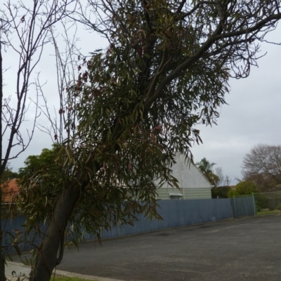 Amyema miquelii (Box Mistletoe) at Hamlyn Heights, VIC - 4 Jun 2024 by WendyEM