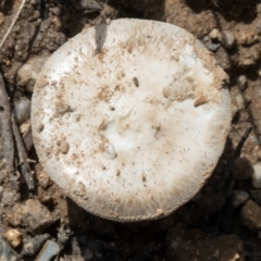 Unidentified Cap on a stem; gills below cap [mushrooms or mushroom-like] at Glen Allen, NSW - 17 Jan 2024 by AlisonMilton