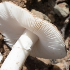 Amanita sp. at Glen Allen, NSW - 18 Jan 2024 10:40 AM