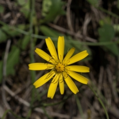 Unidentified Daisy at Glen Allen, NSW - 18 Jan 2024 by AlisonMilton