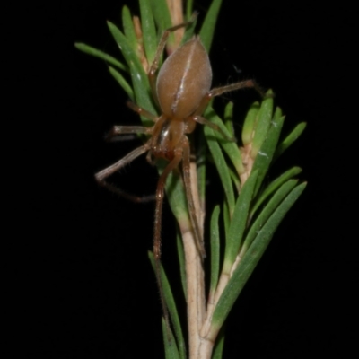 Cheiracanthium sp. (genus) at WendyM's farm at Freshwater Ck. - 5 Jun 2024 by WendyEM