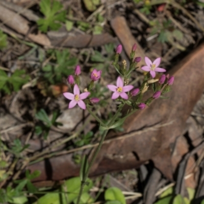 Centaurium sp. (Centaury) at Glen Allen, NSW - 18 Jan 2024 by AlisonMilton