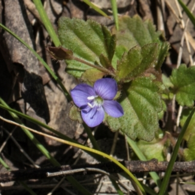 Veronica calycina (Hairy Speedwell) at Glen Allen, NSW - 17 Jan 2024 by AlisonMilton