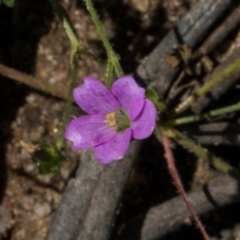 Geranium gardneri (Rough Crane's-Bill) at Glen Allen, NSW - 18 Jan 2024 by AlisonMilton