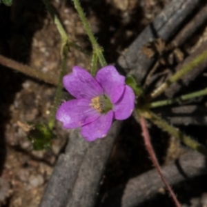 Geranium gardneri at Glen Allen, NSW - 18 Jan 2024 10:36 AM