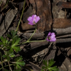 Geranium gardneri at Glen Allen, NSW - 18 Jan 2024 10:36 AM