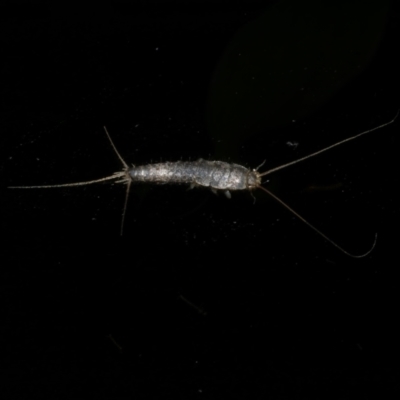 Ctenolepisma longicaudatum (Silverfish) at WendyM's farm at Freshwater Ck. - 6 Jun 2024 by WendyEM