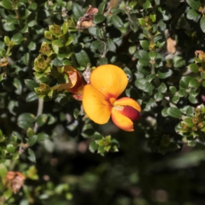 Mirbelia oxylobioides (Mountain Mirbelia) at Glen Allen, NSW - 18 Jan 2024 by AlisonMilton