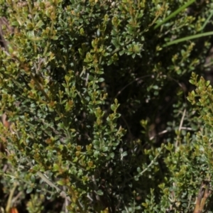 Mirbelia oxylobioides at Glen Allen, NSW - 18 Jan 2024 10:36 AM